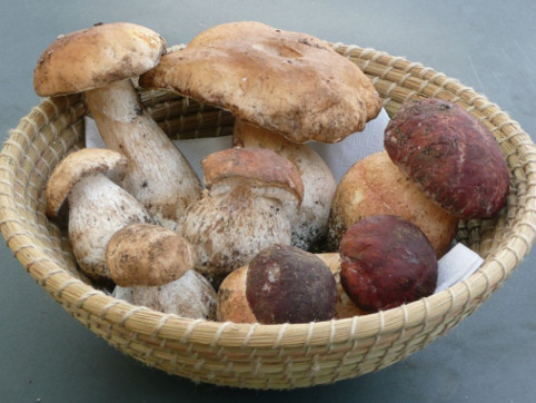 Boletus a la plancha