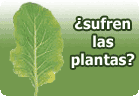 Las plantas y los vegetarianos: ¿también sufren las plantas? :: vegetarianismo